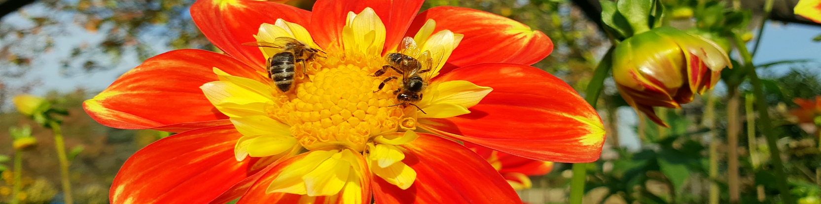 Honigbiene - Apis auf Dahlia Poh - FOTO(C)IHS-Lnen