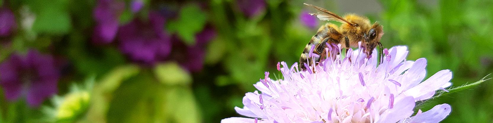 Biene auf Gewhnlicher Teufelsabbiss - Succisa pratensis - FOTO(C)IHS-Lnen