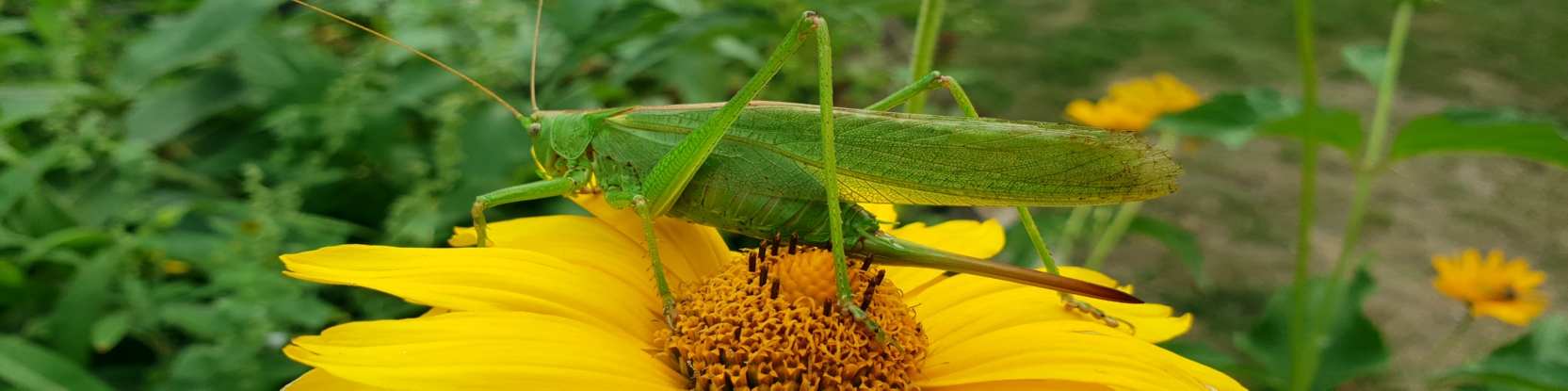 Grnes Heupferd - Tettigonia viridissima auf einer Staudensonnenblume - Helianthus decapetalus - FOTO(C)IHS-Lnen